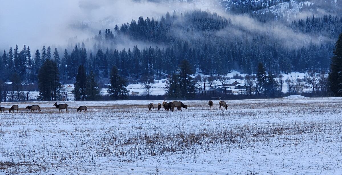 Elk grazing in a snowy meadow below misty, forested hills